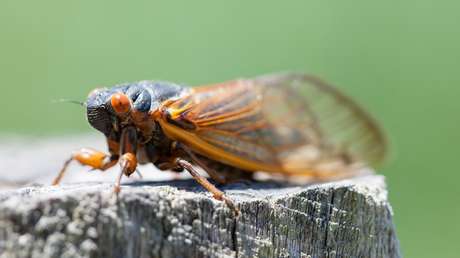 "¡Sí! ¡Tenemos que decirlo!": autoridades de EE.UU. alertan a los alérgicos al marisco para que no coman cigarras en medio de la invasión de insectos