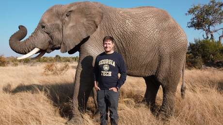 Descubren características en las trompas de los elefantes que las vuelven una "navaja suiza" capaz de realizar una gran cantidad de funciones