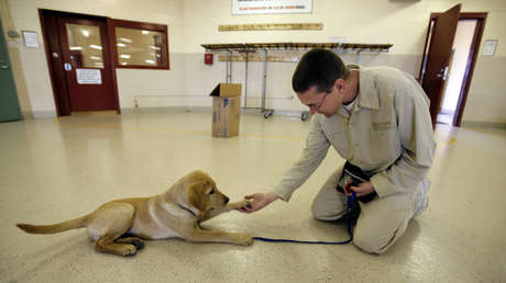 Científicos demuestran que los perros están biológicamente preparados para interactuar con los humanos desde su nacimiento