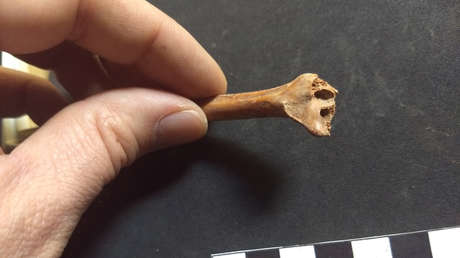 Los primeros humanos podrían haber habitado América del Norte 20.000 años antes de lo que se creía, según nuevas evidencias halladas en México