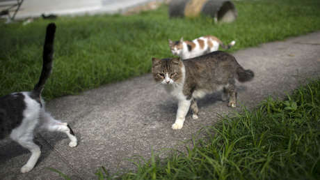 La isla de los gatos abandonados, un problema creado por el hombre que divide a la sociedad en Brasil