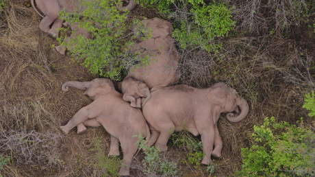 VIDEO: La manada de elefantes que lleva meses vagando por China se toma un descanso tras caminar más de 500 kilómetros