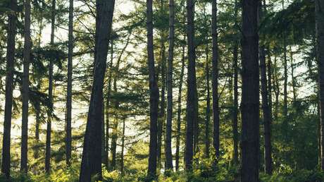 Encuentran en un bosque de los Urales a un niño perdido de 9 años que fingió estar muerto para salvarse de los osos