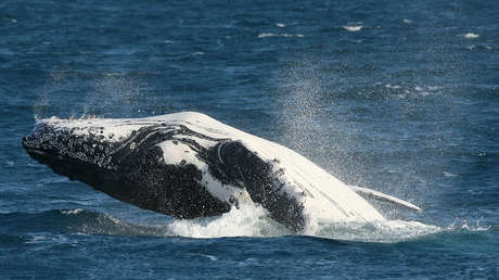 "Estaba yo completamente adentro": Un pescador de langostas sobrevive tras ser engullido por una ballena jorobada