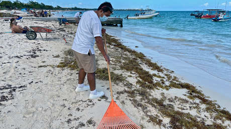 Alarma en las playas mexicanas de Quintana Roo por la llegada de una inmensa y espesa marea de algas
