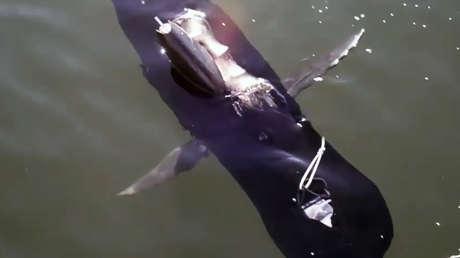 La Armada de EE.UU. intenta obtener drones "bioinspirados" que operen en el aire y en el agua