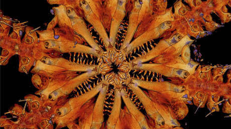 "Esa cosa es todo dientes": Descubren una nueva especie de animal marino con ocho brazos armados con anzuelos y espinas