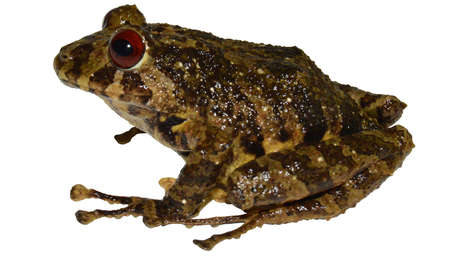Esta es la nueva especie de rana terrestre descubierta en Suramérica que lleva el nombre de una mítica banda de rock