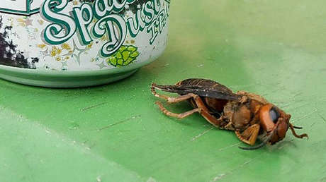 FOTOS: Encuentran el primer avispón asiático 'asesino' del 2021 de EE.UU. en una área completamente nueva