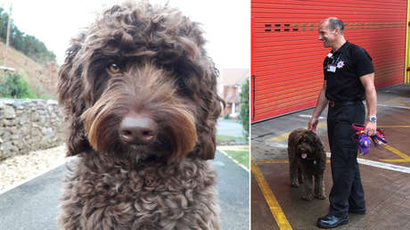 Un perro de los bomberos hace reír a una mujer que planeaba suicidarse y ayuda a rescatarla