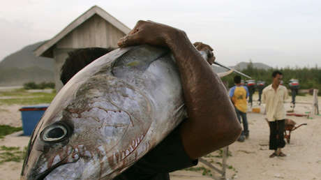 Encuentran una botella de whisky sin abrir en el estómago de un pez