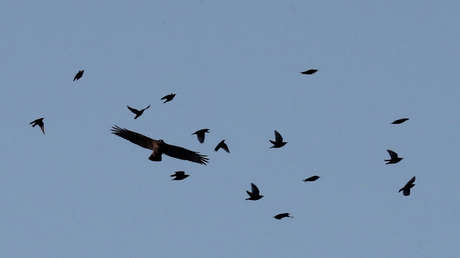 Una misteriosa enfermedad ciega y mata pájaros en EE.UU.