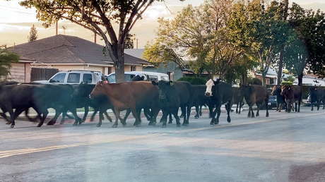 Rebelión en  Los Ángeles: vacas decididas a sobrevivir emprenden una fuga masiva del matadero (VIDEOS)