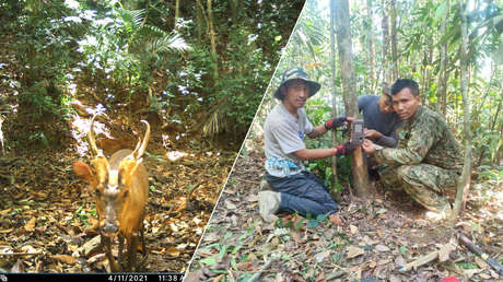 Avistan por primera vez en Camboya un ciervo ladrador, una especie en peligro crítico de extinción (FOTOS)