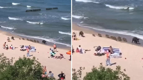 VIDEOS: Jabalíes inician la temporada de playa 2021 en el mar Báltico