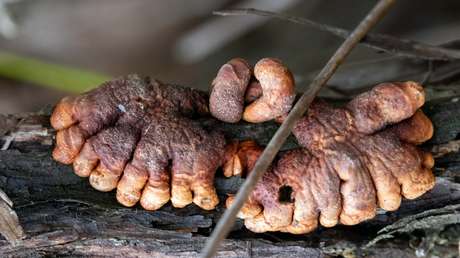 Descubren en Australia la mayor población hasta ahora documentada de un "extraño" hongo con forma de dedos