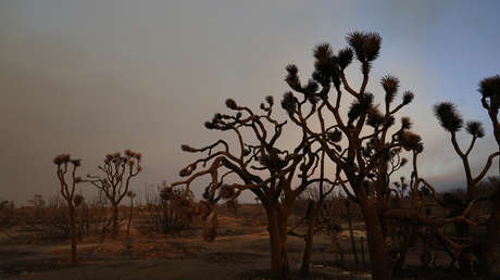 Multan con 18.000 dólares a una pareja que derribó decenas de árboles de una especie en peligro para construir una casa