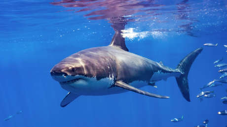 Un tiburón salta por encima del agua y muerde en el aire a un hombre que practicaba 'parasailing' (VIDEO)