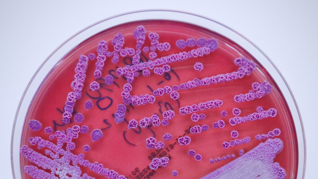 Detectan un brote de una peligrosa enfermedad tropical en tres estados no adyacentes de EE.UU.