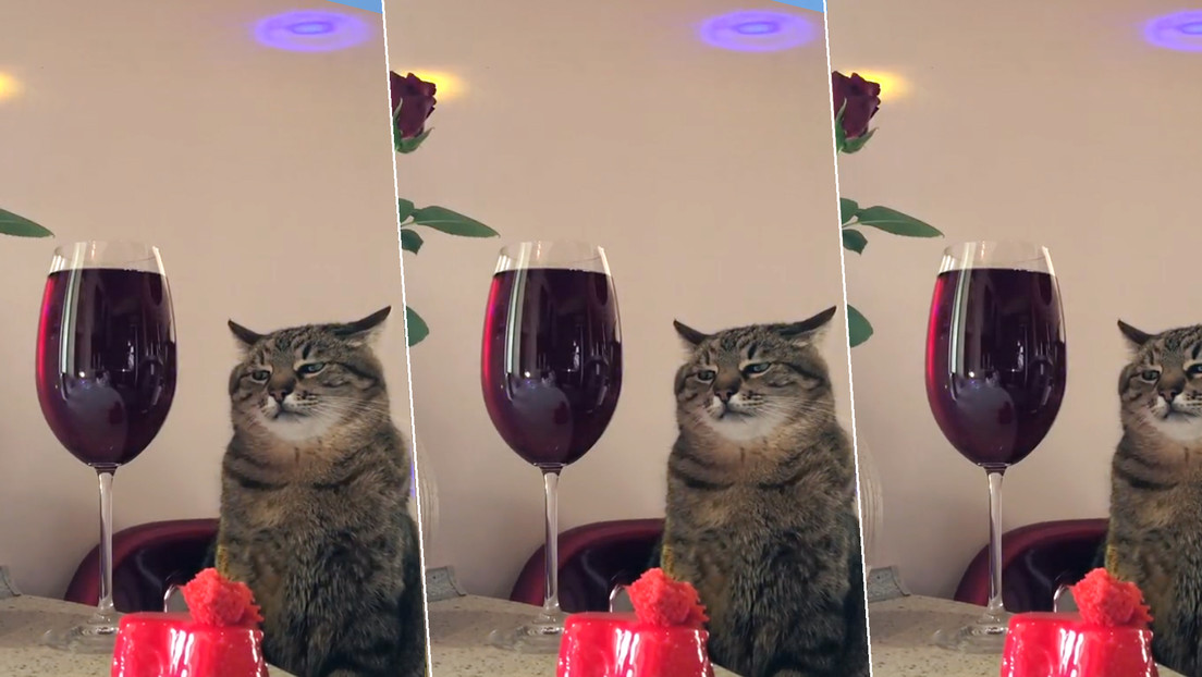 VIDEO: El gato sensación de TikTok que nos recuerda esas fiestas aburridas a las que todos hemos ido