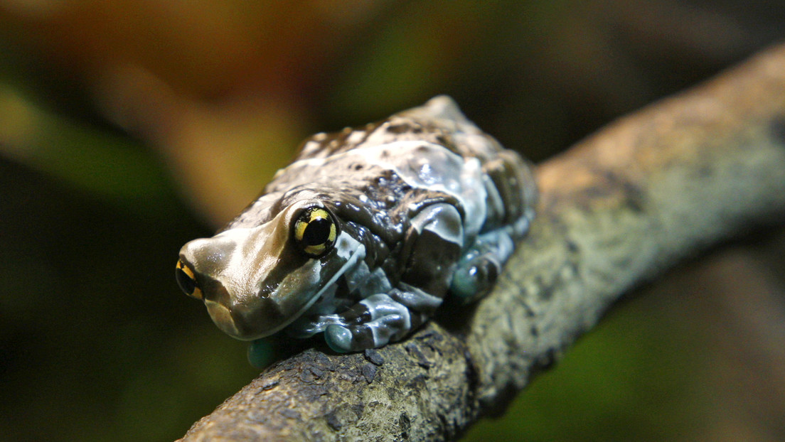 Descubren en el Amazonas una 'rana zombi' que emerge de la tierra solo cuando llueve (FOTO)