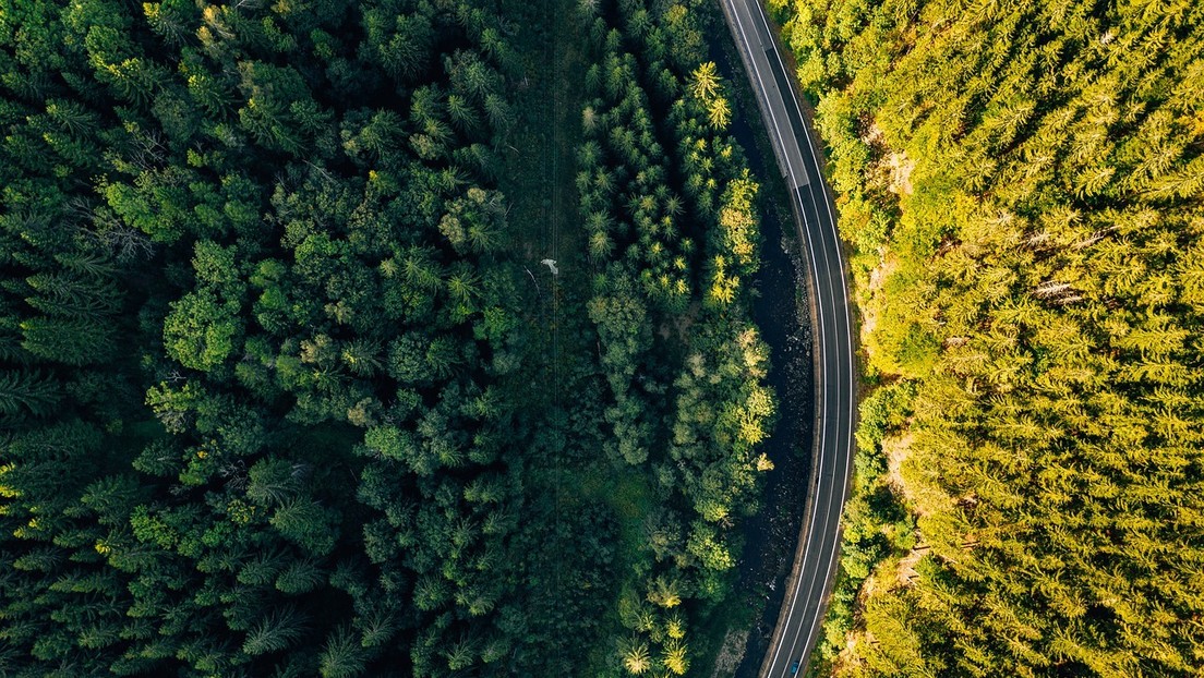 Descubren que plantar árboles 'atrae' más lluvias en verano: ¿el mejor remedio contra el cambio climático?