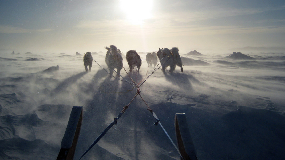 Descubren que los perros de trineo del siglo XVII eran caníbales