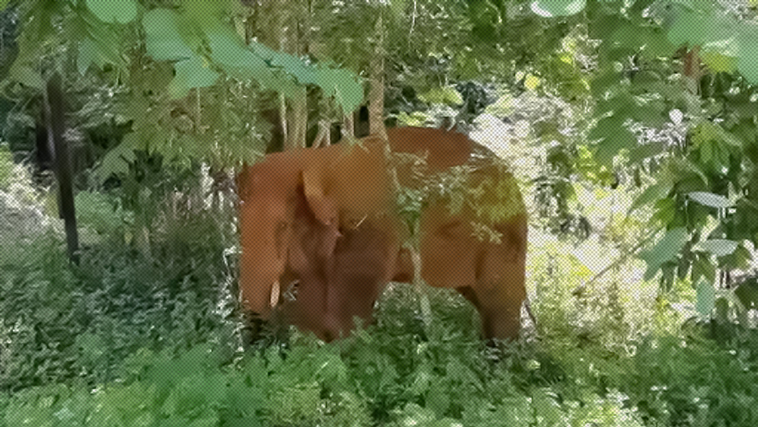 Un elefante que se separó de la manada que viaja por China regresa a la reserva