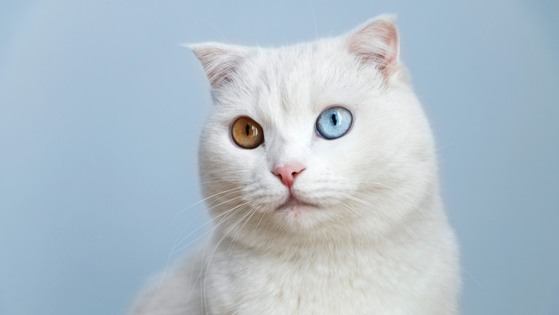 Dos estudios concluyen que es común que perros y gatos sean contagiados de covid-19 por sus dueños