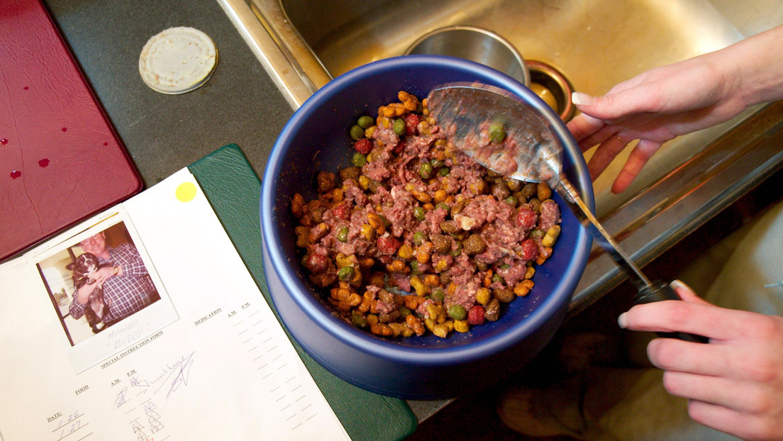 Alertan del descubrimiento de bacterias resistentes a antibióticos en marcas internacionales de comida para perros