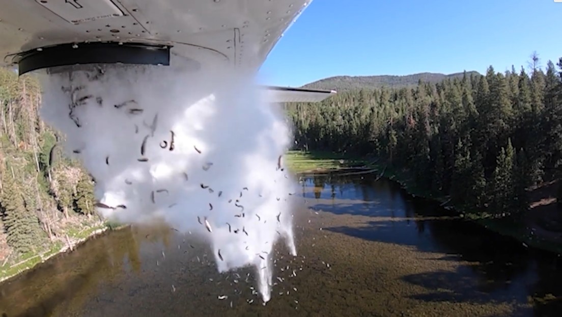 VIDEO: Autoridades de EE.UU. 'bombardean' con miles de peces lagos del estado de Utah para repoblarlos