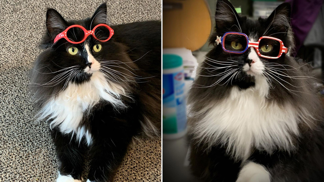 Una gata que 'trabaja' en una clínica oftalmológica infantil ayudando a los niños a relajarse conquista la Red (VIDEO)