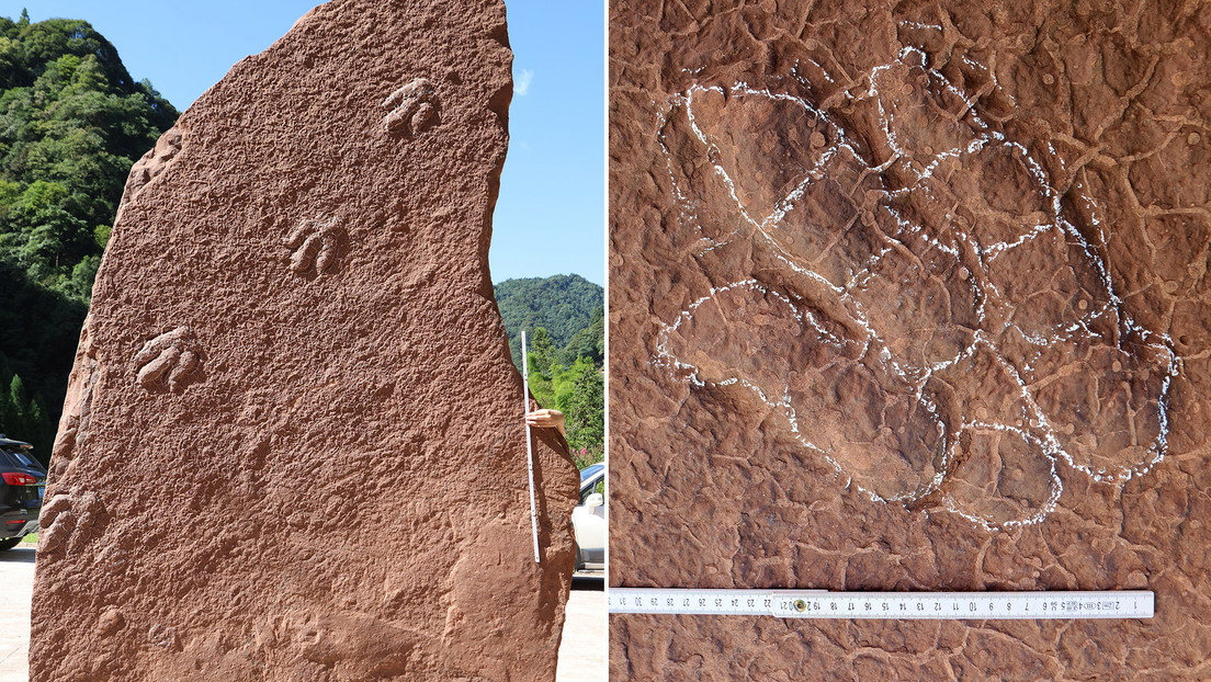 Un dinosaurio recién descubierto en China recibe nombre en homenaje a un personaje clásico del manga japonés