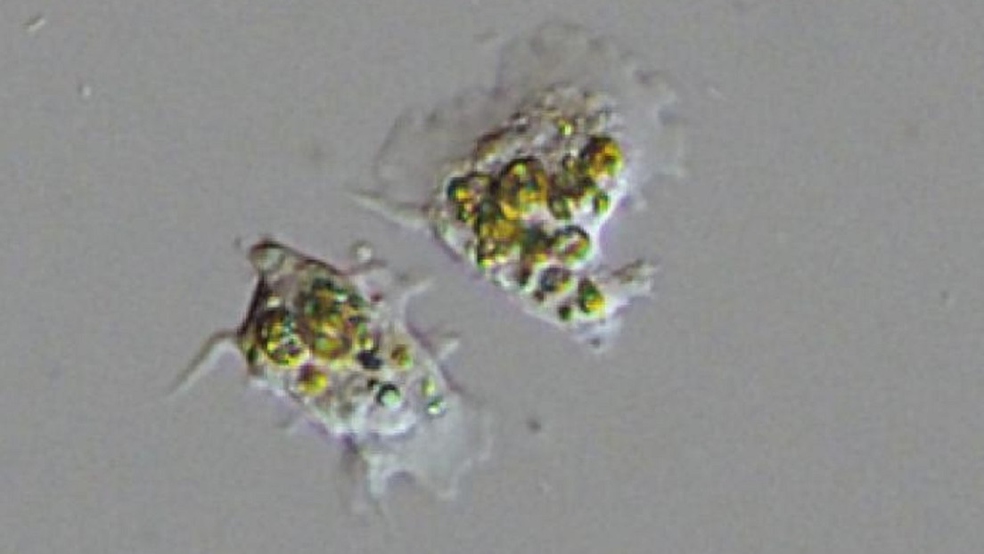 Observan por primera vez cómo las células de coral "engullen" a las algas unicelulares que las mantienen con vida