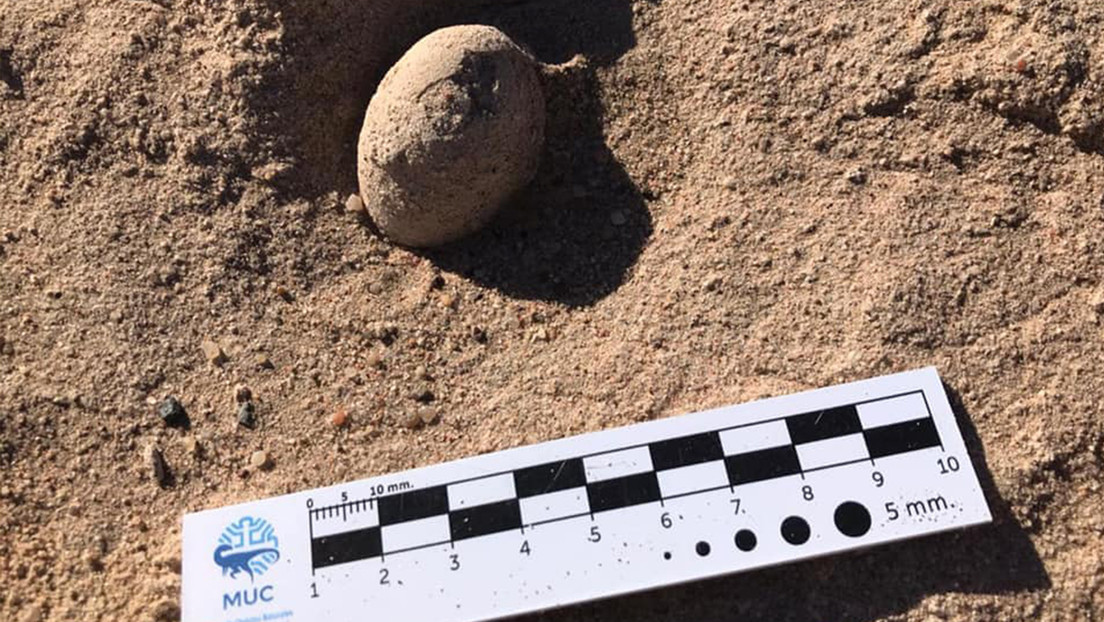 En Argentina hallan nidos de huevos de aves que vivieron hace unos 85 millones de años