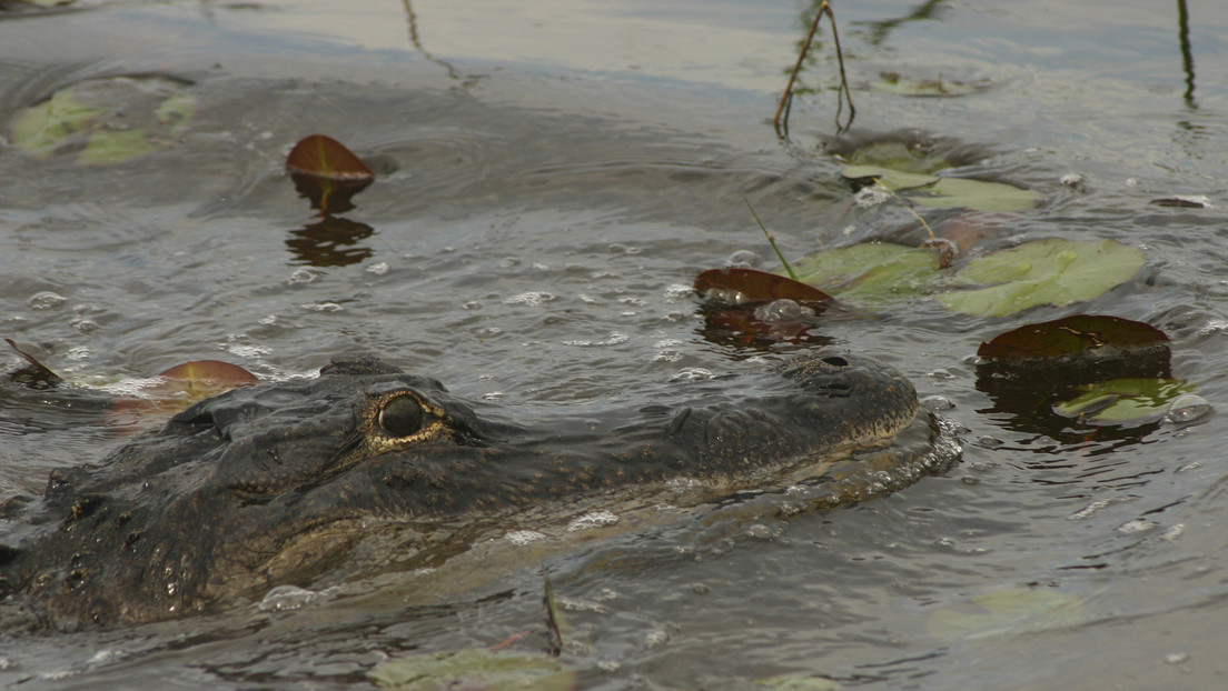 VIDEO: Un hombre usa la boca de un caimán para abrir una lata de cerveza