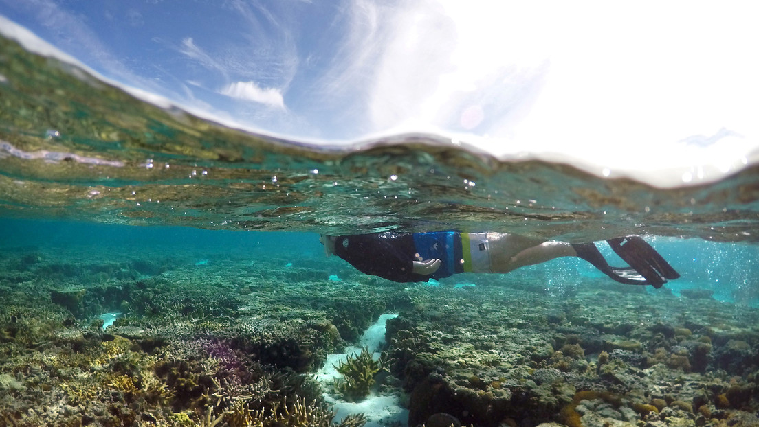 La Unesco no declara "en peligro" a la Gran Barrera de Coral, pese a las recomendaciones de científicos