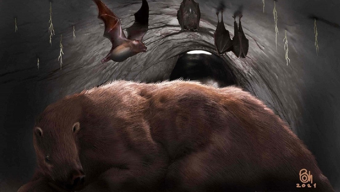 "Un verdadero vampiro gigante de 100.000 años": Hallan en Argentina los restos fósiles de un ejemplar de murciélago de una especie extinta