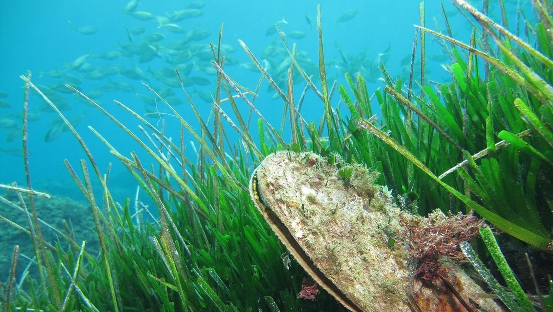 Una almeja tóxica con la que se pretendía rescatar aguas contaminadas se convierte en potencial amenaza para la vida de los humanos