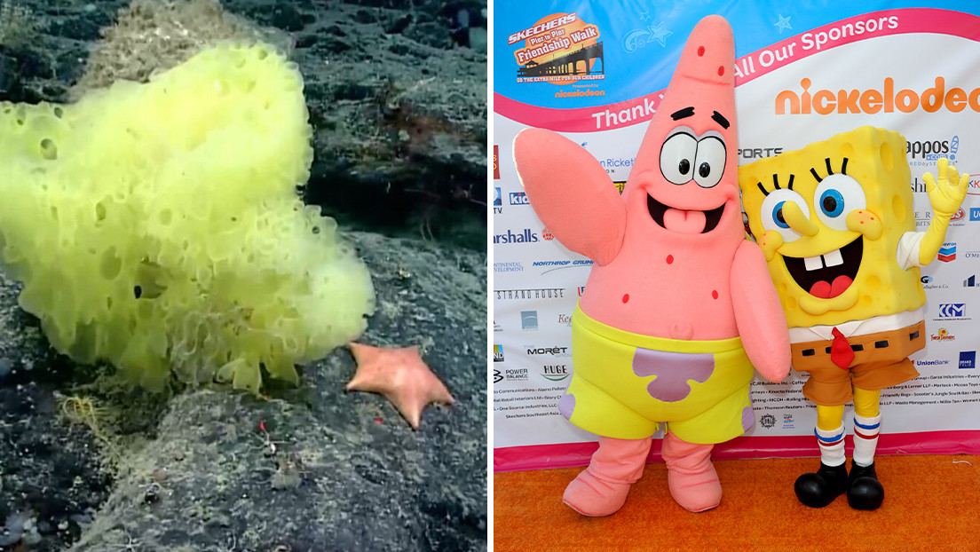 Científicos captan la 'versión' de Bob Esponja en la vida real en el lecho del Atlántico (y Patricio está a punto de devorarlo)