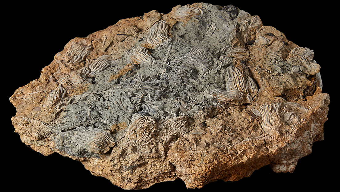 Descubren en el Reino Unido un vasto cementerio de criaturas marinas de aspecto "extraterrestre", descrito como la 'Pompeya jurásica' (FOTOS)