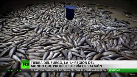 Una provincia argentina adopta una ley que prohíbe criar salmones