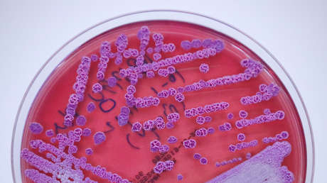 Detectan un brote de una peligrosa enfermedad tropical en tres estados no adyacentes de EE.UU.