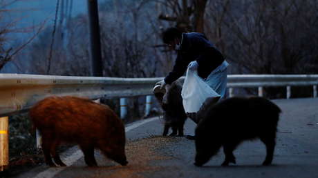 Detectan una nueva especie híbrida en los territorios cercanos al lugar del accidente nuclear de Fukushima I