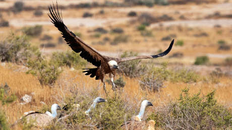 Encuentran 55 buitres muertos en España envenenados con un pesticida altamente tóxico y prohibido en Europa