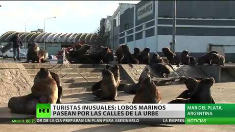 Lobos marinos pasean por las calles de una ciudad argentina