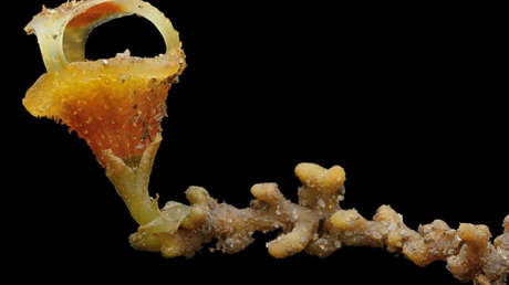 Descubren una inusual nueva especie de planta que no produce clorofila y emerge de la tierra solo durante la floración