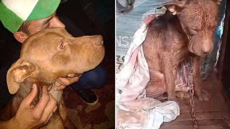 "Prefiero ir preso antes de que se muera": un joven 'roba' el cachorro pitbull de su vecino para rescatarlo del maltrato que sufría
