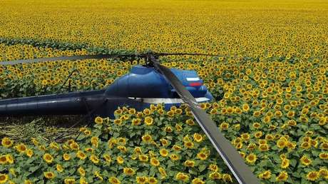 Un helicóptero realiza un aterrizaje forzoso en el sur de Rusia y el piloto lo abandona en medio de un campo de girasoles