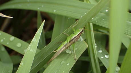 "Un flagelo de la Tierra": enjambres de saltamontes invaden el oeste de EE.UU. a causa de la sequía